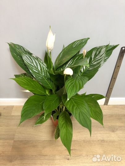 Спатифиллум