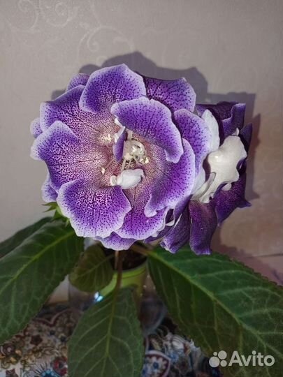 Глоксинии в ассортименте