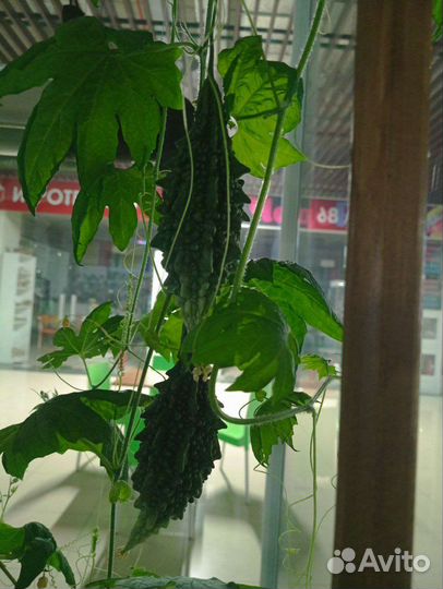 2 растения цветущей, плодоносящей Момордики