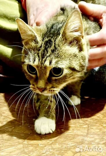 Котенок девочка в добрые руки