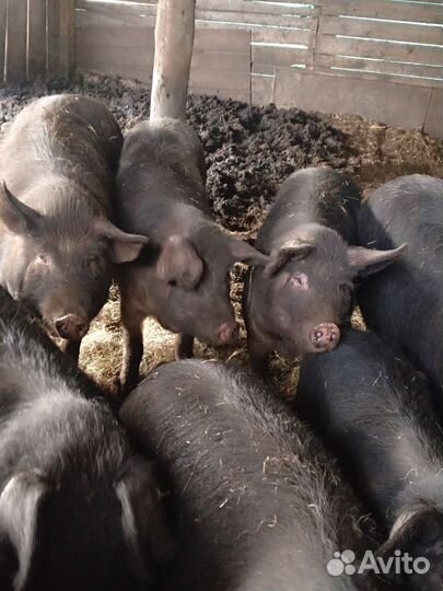 Свиньи на племя