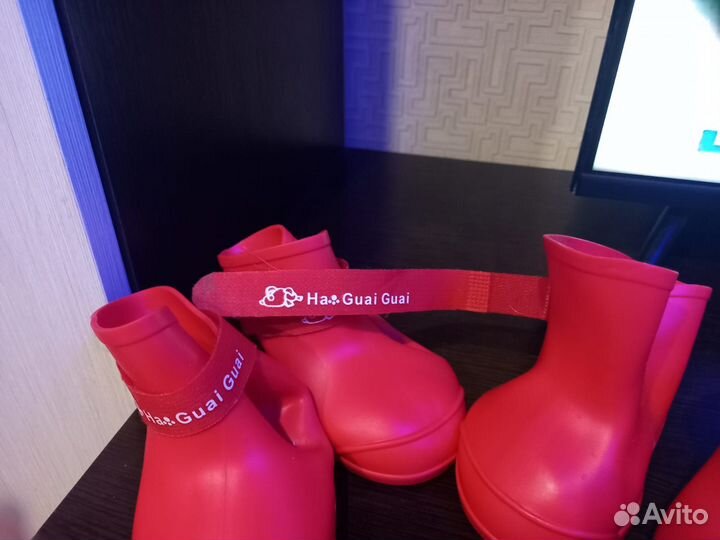 Домашние животные собаки