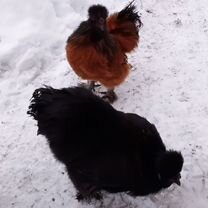 Китайские шелковые петушки