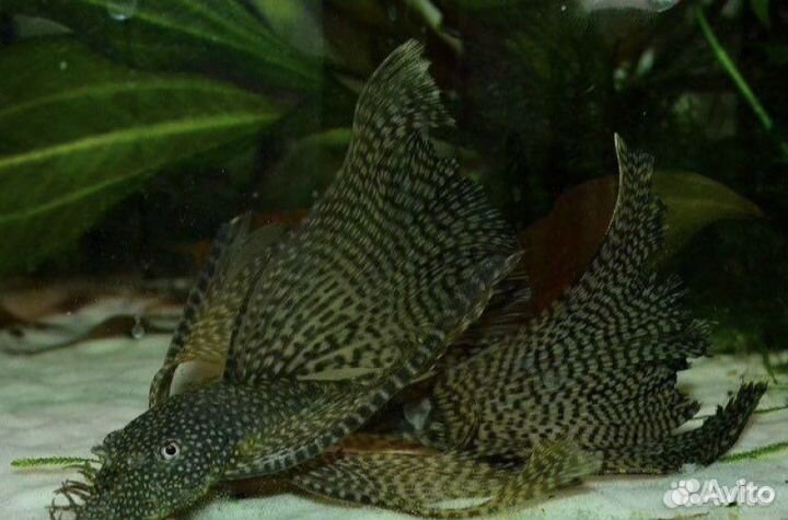 Анциструс вуалевый и обыкновенный