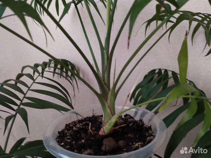Хамедорея комнатные домашние растения