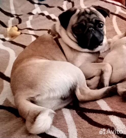 Мопс свидания