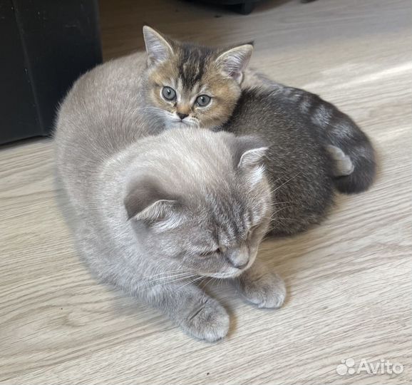 Шотландские котята