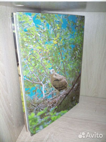 Валек М.и др. Песня о лесе. фотоальбом. 1984г