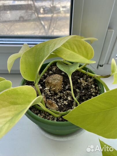 Сциндапсус неон