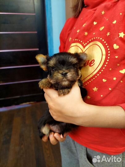 Йоркширский терьер мини щенки