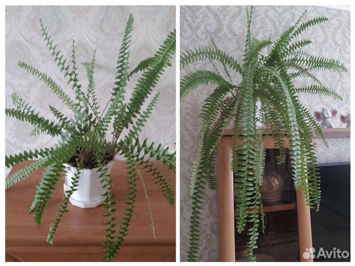 Папоротник