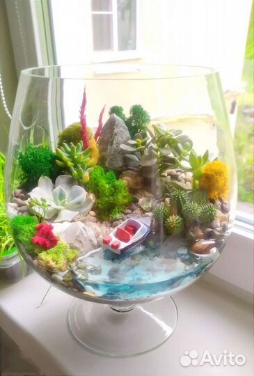 Флорариум суккуленты