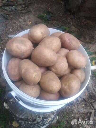 Продам картофель