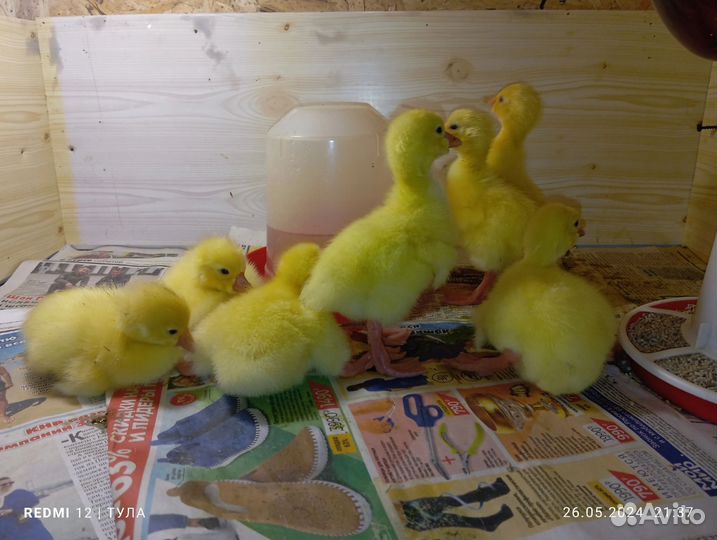 Домашняя птица гусята