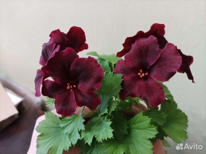 Пеларгония герань королевская