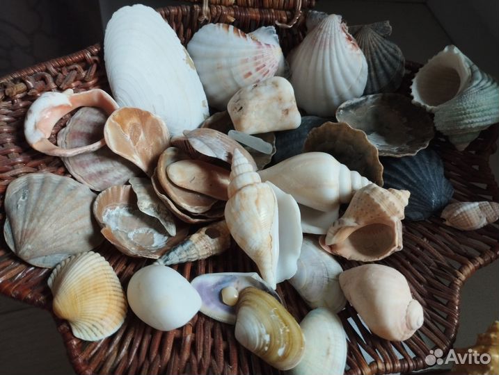 Морские ракушки