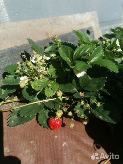 Клубника ремонтантная