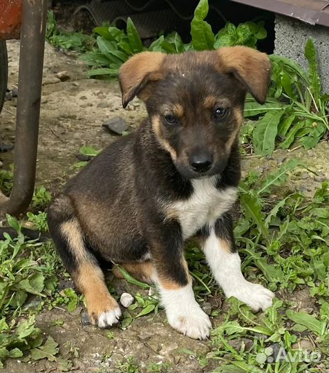 Щенок в добрые руки