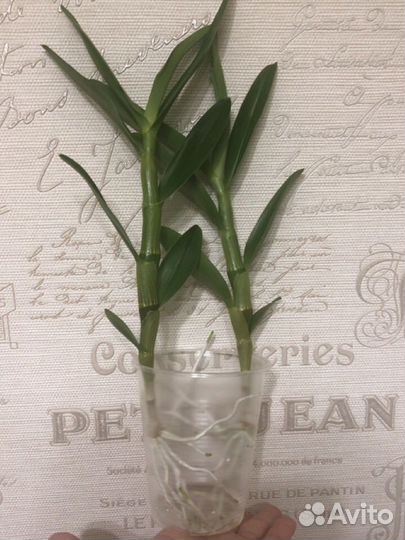 Дендробиум Нобиле,орхидея,отросток,необычный окрас