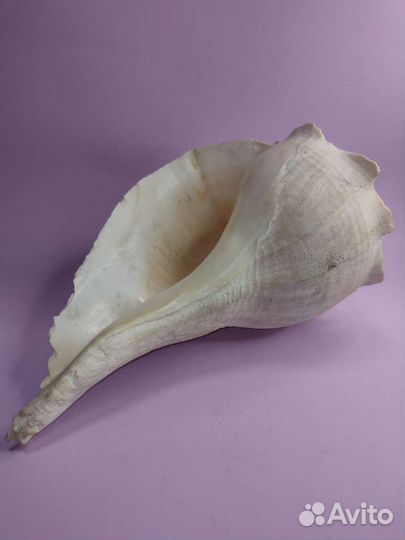 Морские ракушки и раковины