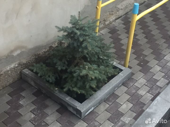 Голубая ель