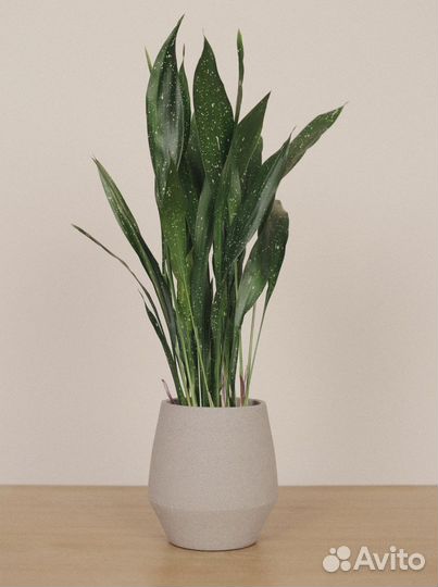 Комнатные цветы растение Аспидистра Милки Вэй