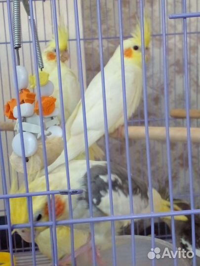 Попугай корелла. Птенцы