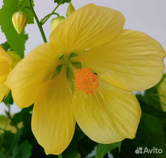 Абутилоны сортовые