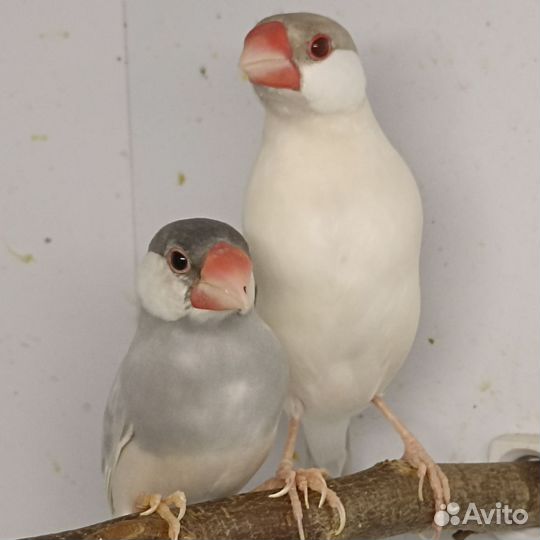 Рисовая амадина (пара) бронь