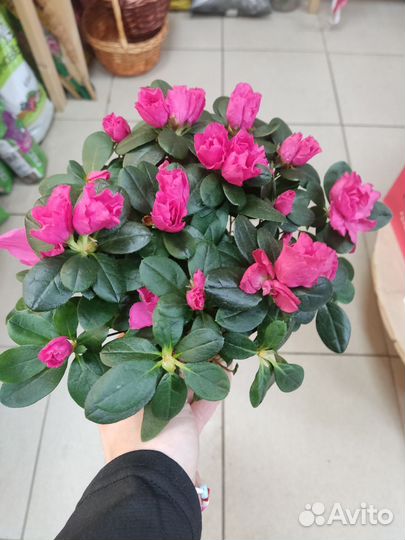 Комнатные растения цветы