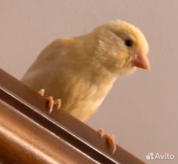 Кенара молодые птенцы (3,4,5 месяца)