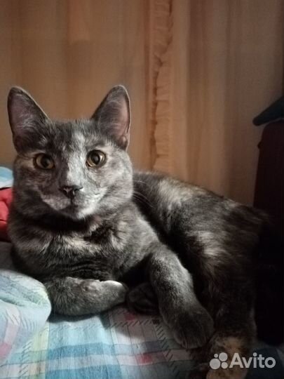 Кошечка в добрые руки