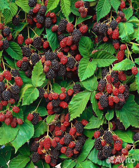 Саженцы ежевики крупноплодной