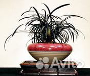 Японский ландыш - офиопогон