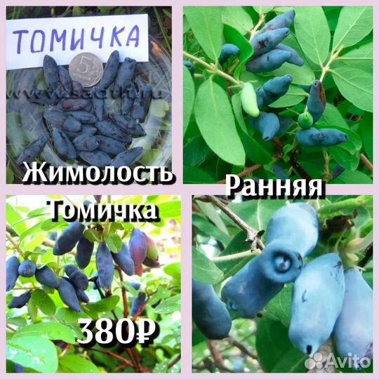 Жимолость саженцы