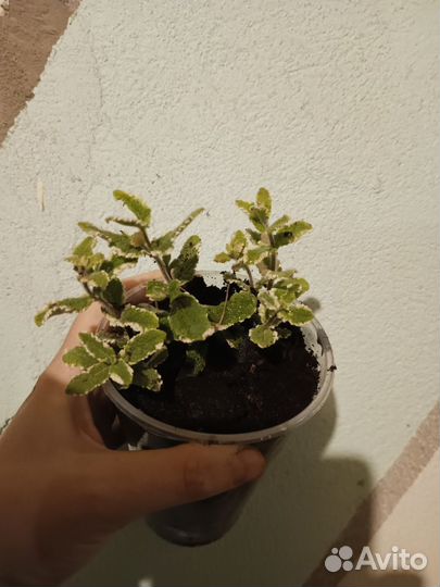 Тибетская малина (розоволистная), Мята вариегатная