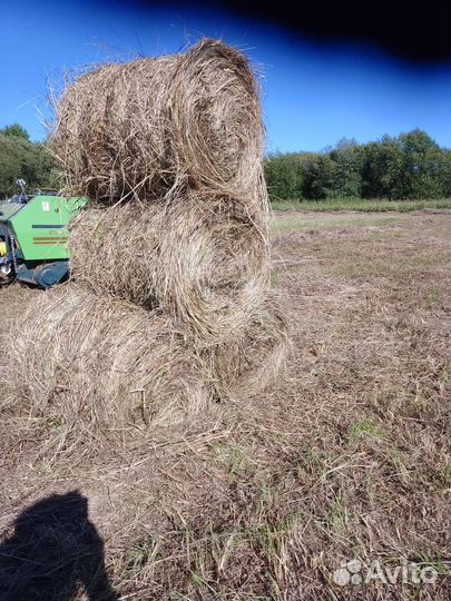 Продам сено в рулонах