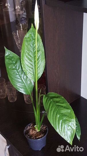 Спатифиллум