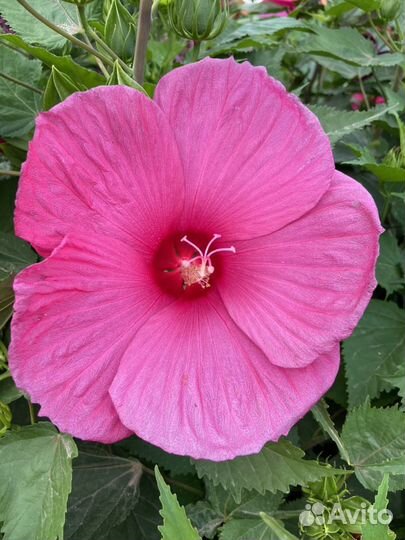 Гибискус Гигантский малиновый, зкс в горшке