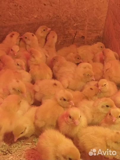 Перепела суточные