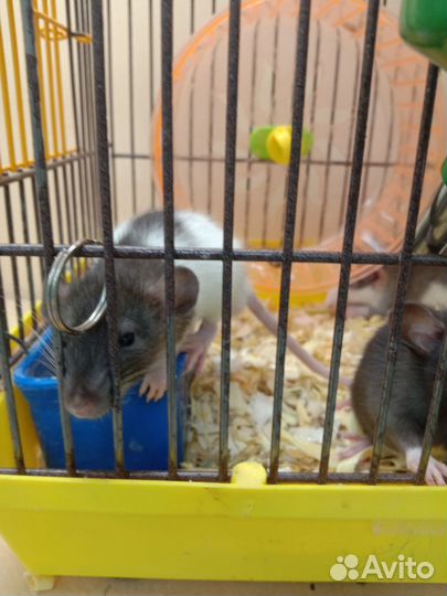 Крысята дамбо