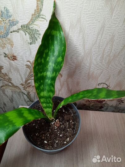 Сансевиерии сортовые