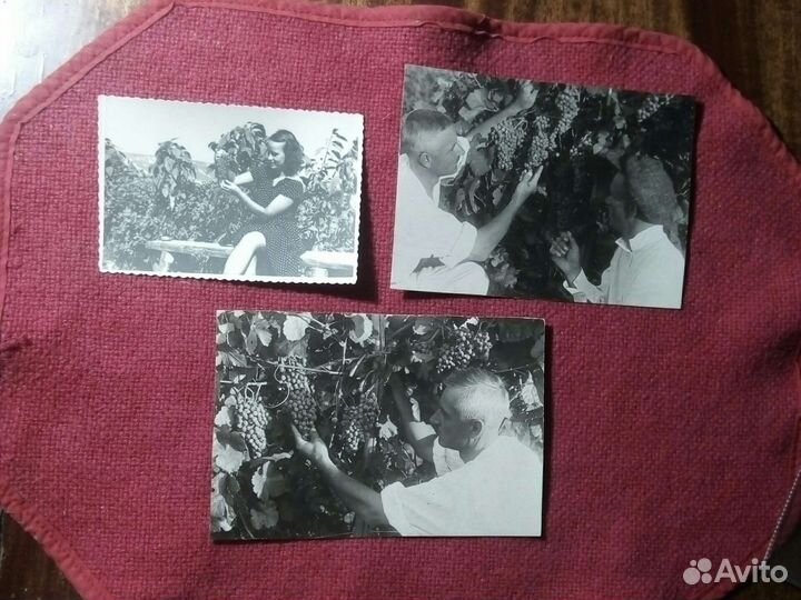 Фото «Вино-Виноград» 3штуки 1920-30 г СССР