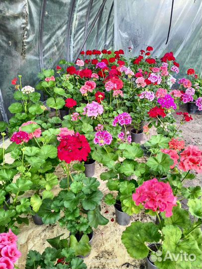 Пеларгония герань в огромном ассортименте