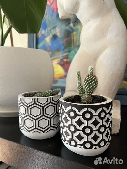 Кактусы. Суккуленты