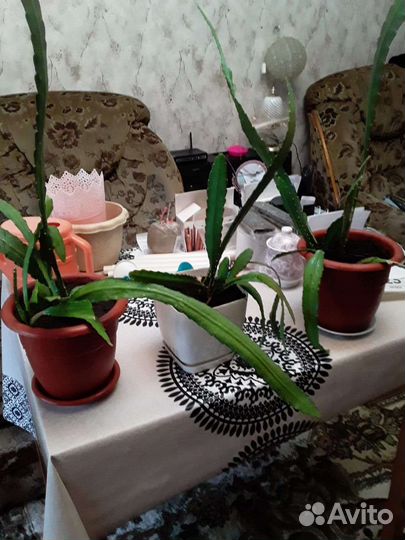 Декабрист цветущий