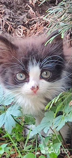 Котенок в добрые руки бесплатно