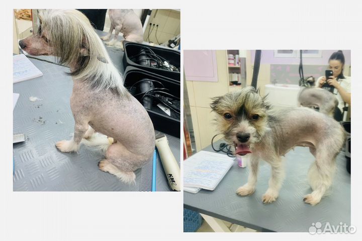 Услуги грумера