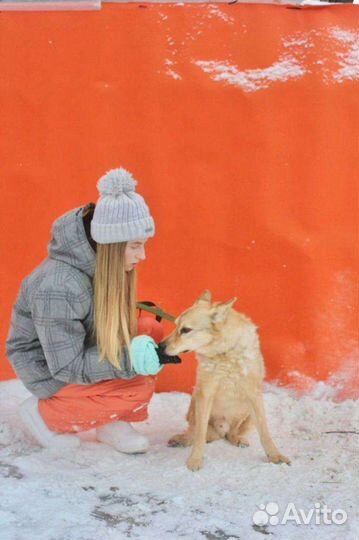 Собака Барсик на доживание