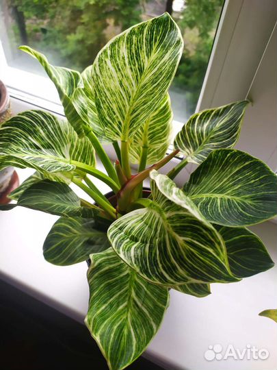 Филодендрон биркин